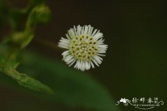 醴肠Eclipta prostrata