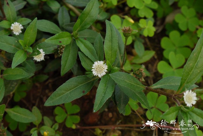 醴肠Eclipta prostrata