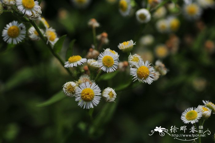 一年蓬Erigeron annuus