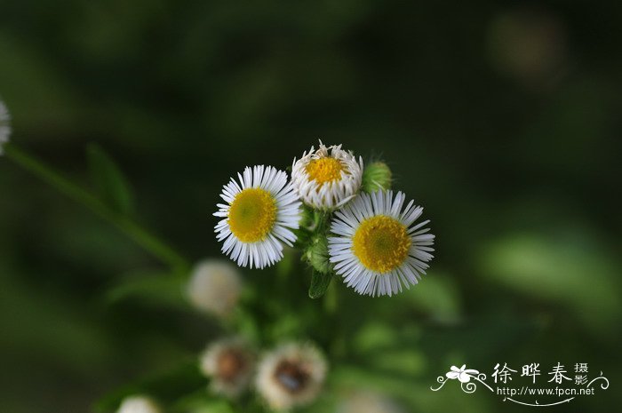 一年蓬Erigeron annuus