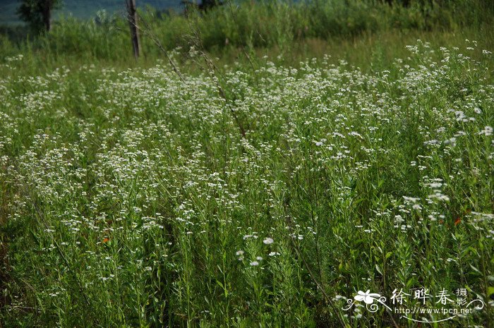 一年蓬Erigeron annuus