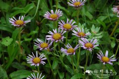 山飞蓬Erigeron komarovii