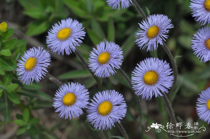 多舌飞蓬Erigeron multiradiatus