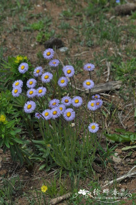 多舌飞蓬Erigeron multiradiatus