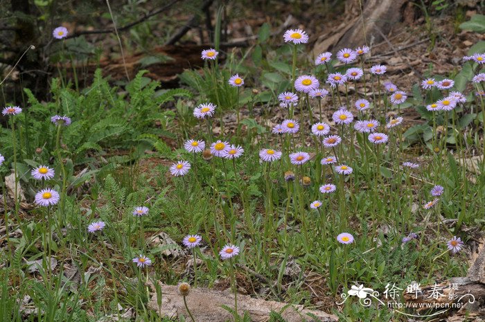 多舌飞蓬Erigeron multiradiatus