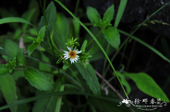 牛膝菊Galinsoga parviflora