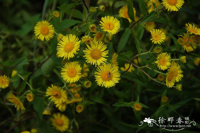 旋覆花Inula japonica