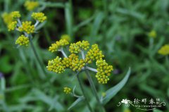 细叶鼠麴草Gnaphalium japonicum