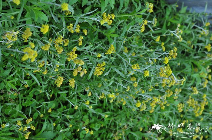 细叶鼠麴草Gnaphalium japonicum