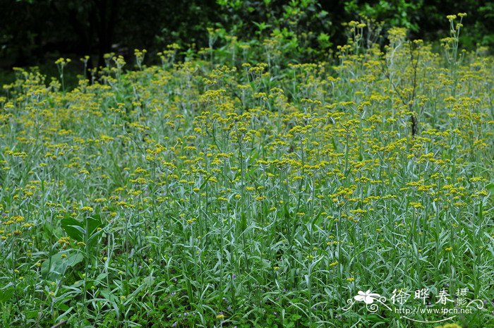 细叶鼠麴草Gnaphalium japonicum