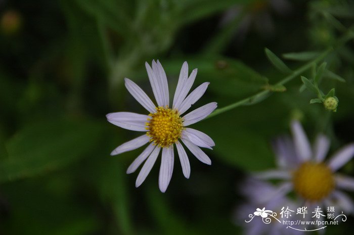 全缘叶马兰Kalimeris integrifolia