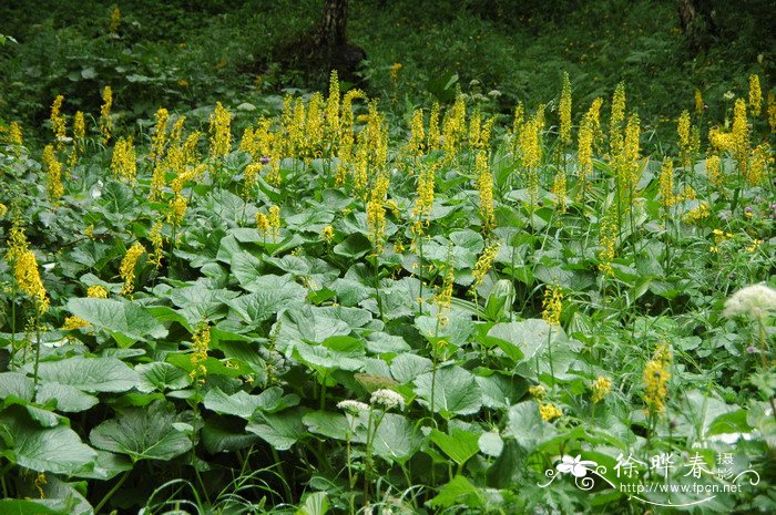 蹄叶橐吾Ligularia fischeri