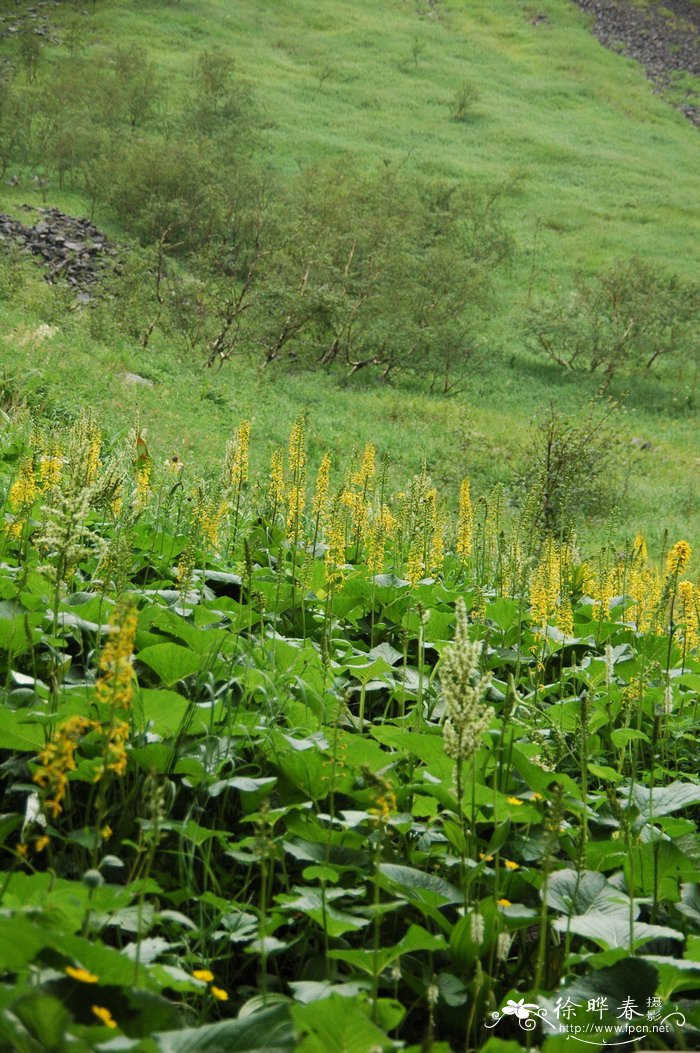 蹄叶橐吾Ligularia fischeri