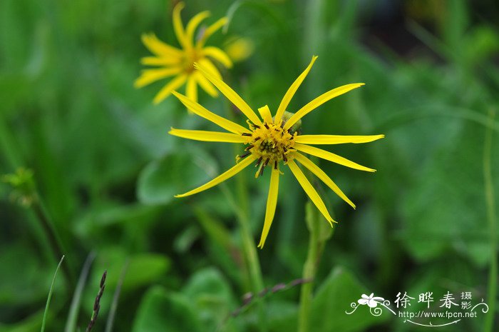 细茎橐吾Ligularia hookeri