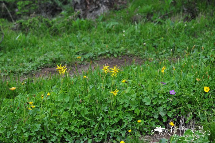 细茎橐吾Ligularia hookeri