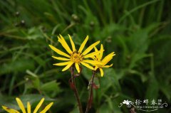 长白山橐吾Ligularia jamesii