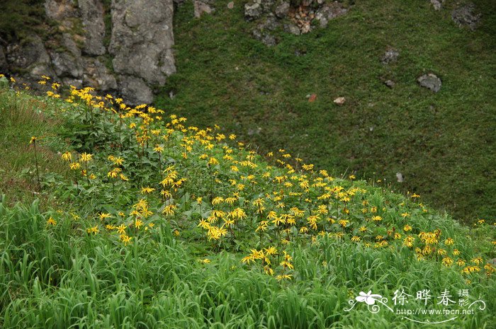 长白山橐吾Ligularia jamesii