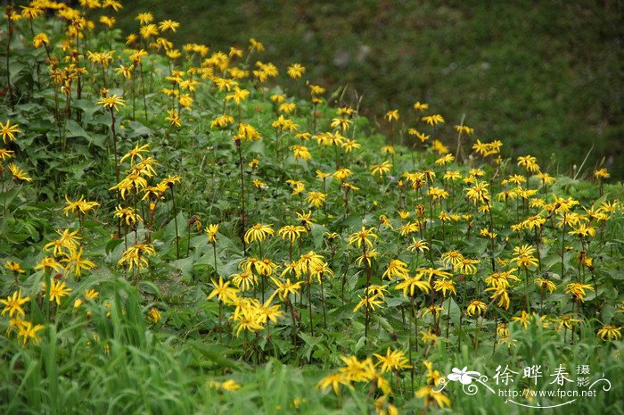 长白山橐吾Ligularia jamesii