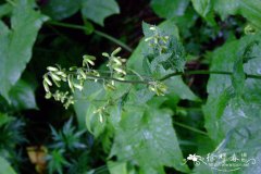 星叶蟹甲草Parasenecio komarovianus