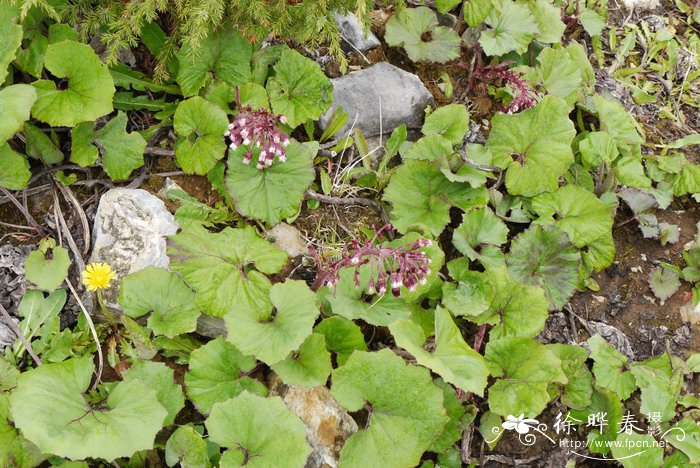 毛裂蜂斗菜Petasites tricholobus