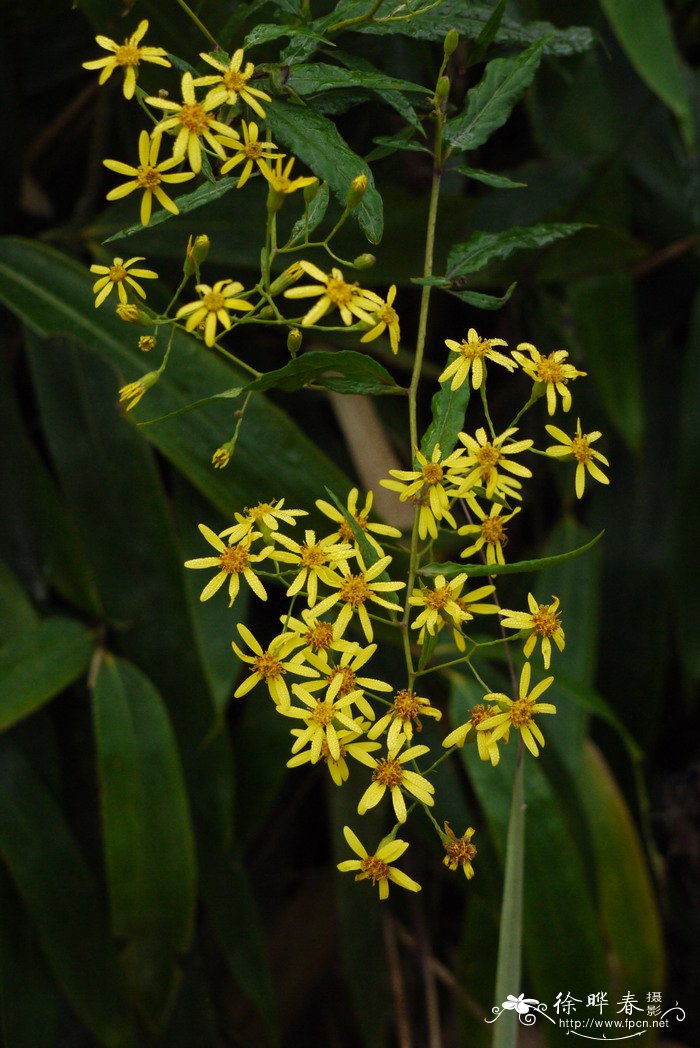 千里光Senecio scandens