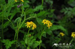 耳柄蒲儿根Sinosenecio euosmus