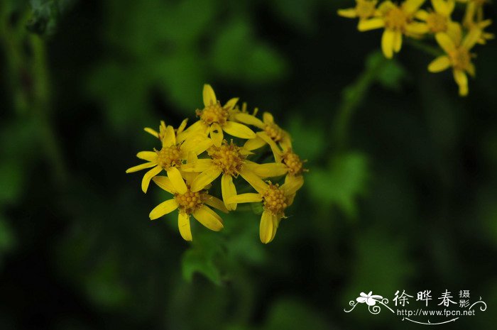 耳柄蒲儿根Sinosenecio euosmus