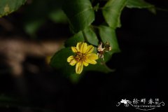 孪花蟛蜞菊Wedelia biflora