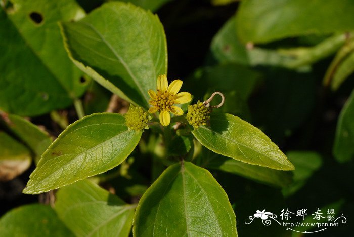 孪花蟛蜞菊Wedelia biflora