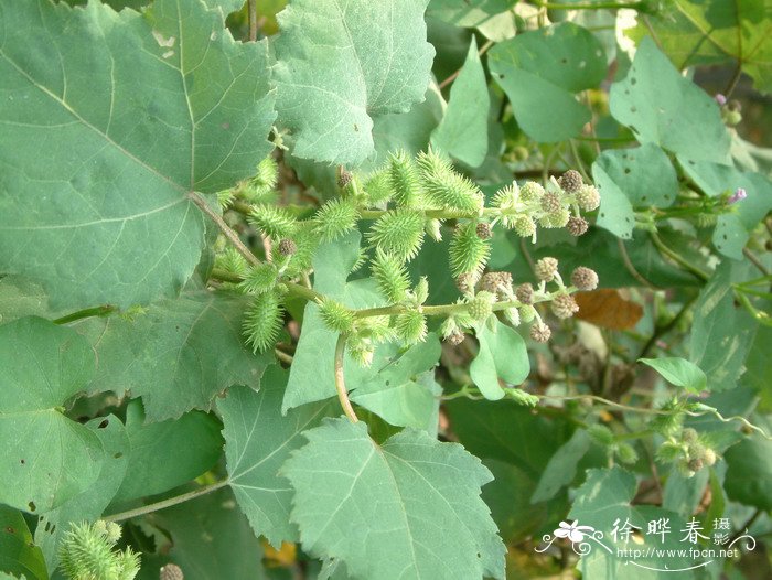 苍耳xanthium sibiricum