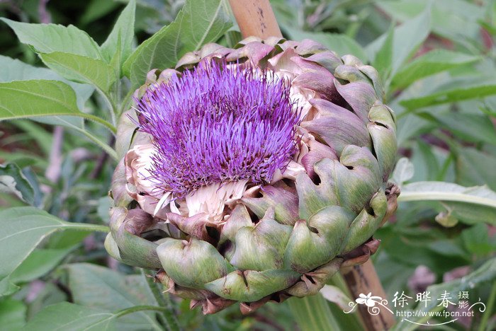 菜蓟Cynara scolymus