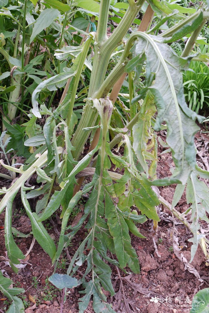 菜蓟Cynara scolymus