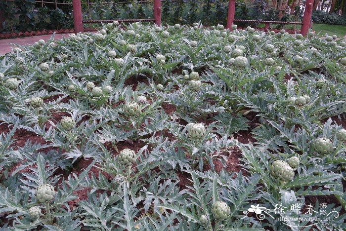 菜蓟Cynara scolymus