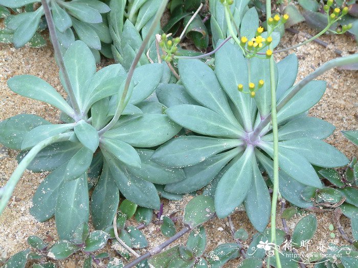 猩红肉叶菊Kleinia fulgens