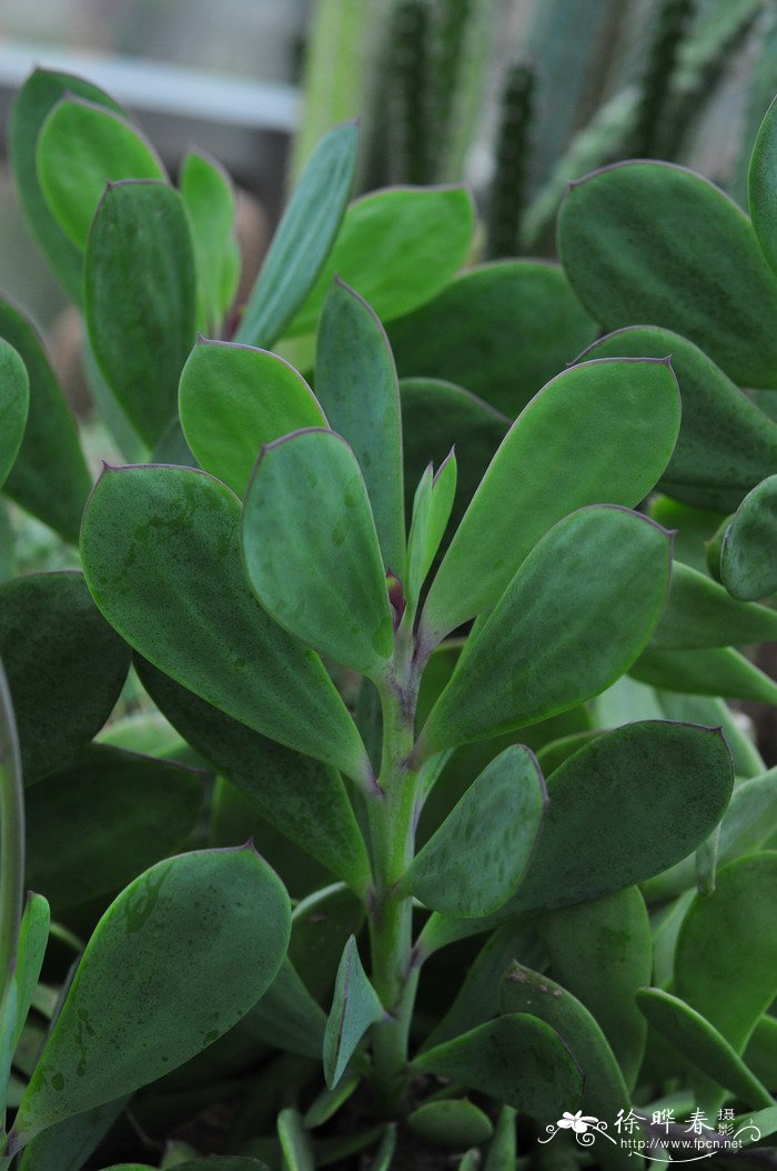 鱼尾冠Senecio crassissimus