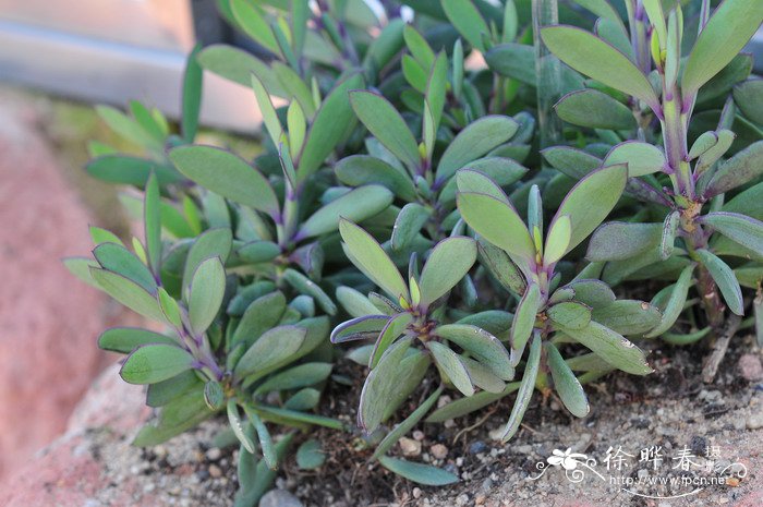 鱼尾冠Senecio crassissimus