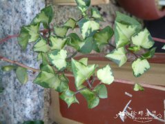 金玉菊Senecio macroglossus f. variegata
