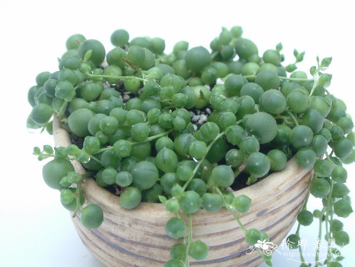 翡翠珠Senecio rowleyanus