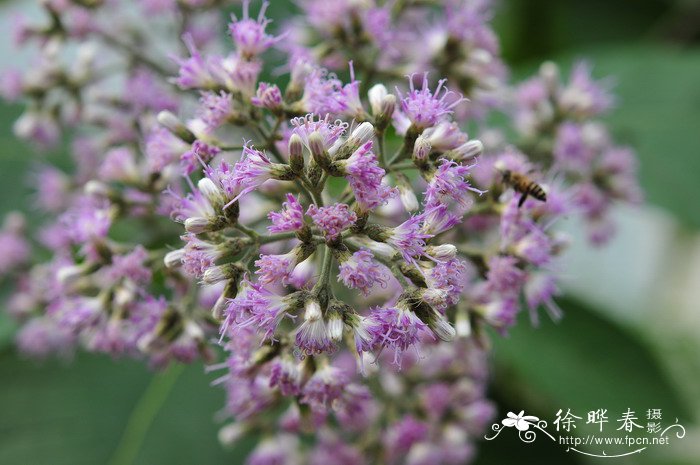 大叶斑鸠菊Vernonia volkameriifolia