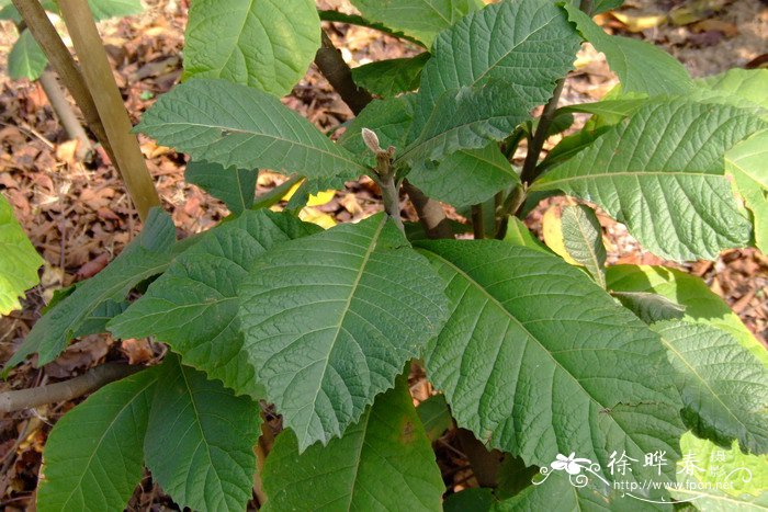 大叶斑鸠菊Vernonia volkameriifolia