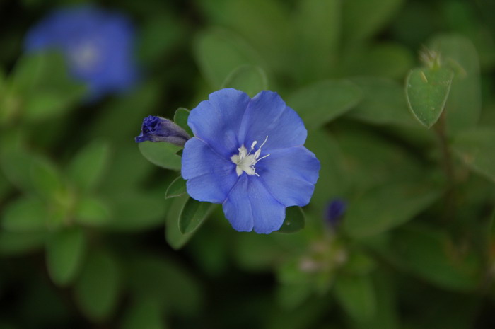 蓝星花Evolvulus nuttallianus 蓝星花Evolvulus nuttallianus
