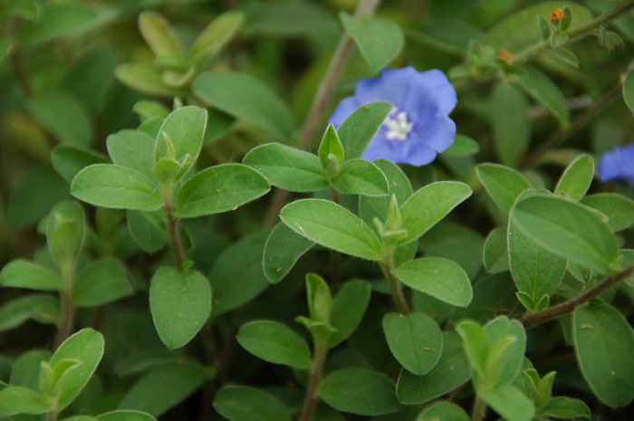 蓝星花Evolvulus nuttallianus 蓝星花Evolvulus nuttallianus