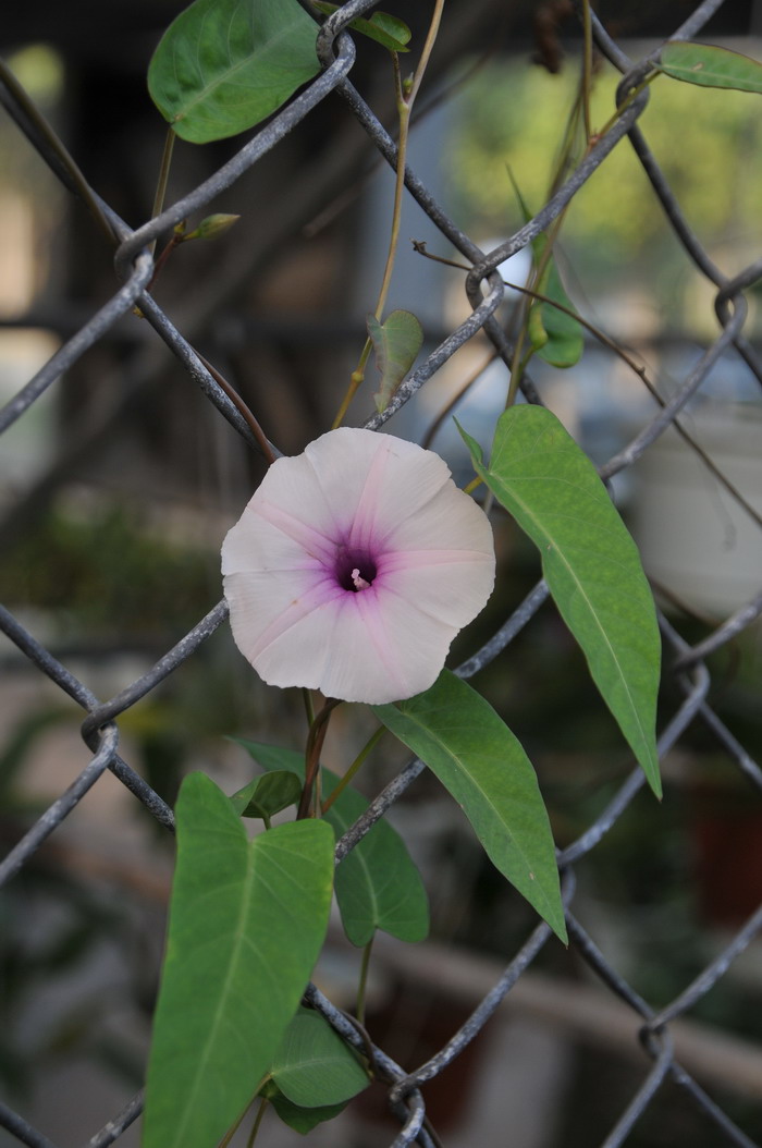 通心菜Ipomoea aquatica 通心菜Ipomoea aquatica