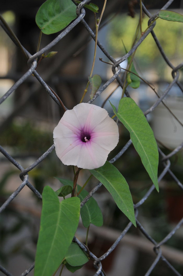 通心菜Ipomoea aquatica