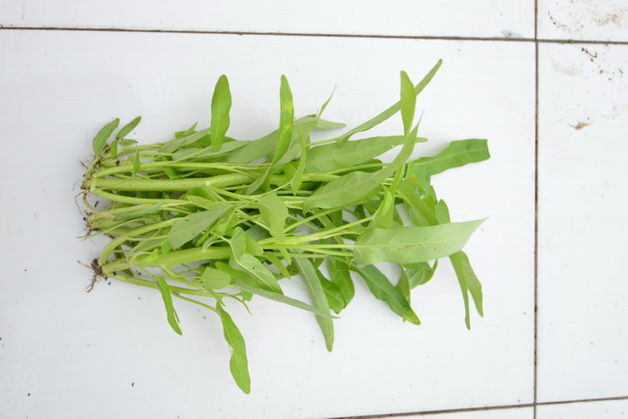 通心菜Ipomoea aquatica 通心菜Ipomoea aquatica