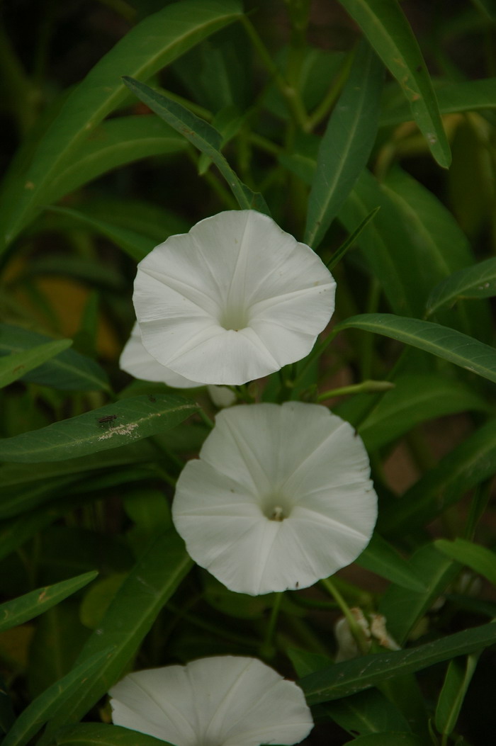 通心菜Ipomoea aquatica