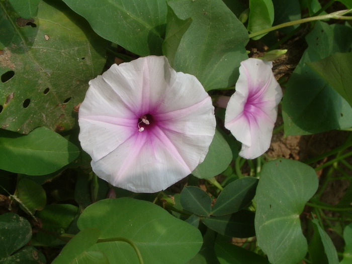 番薯Ipomoea batatas 番薯Ipomoea batatas