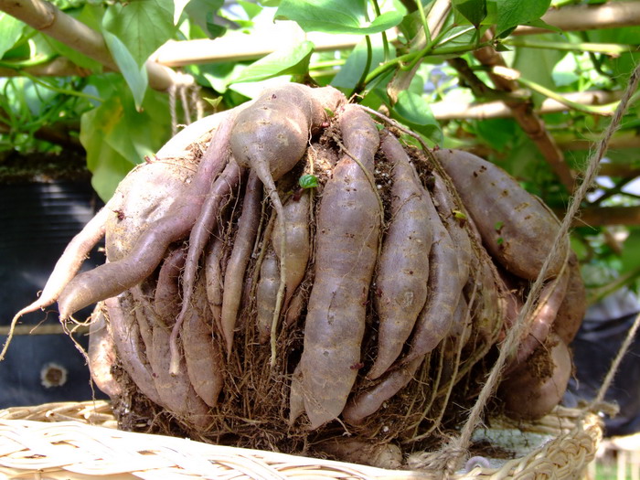 番薯Ipomoea batatas 番薯Ipomoea batatas