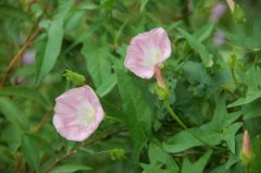 打碗花Calystegia hederacea