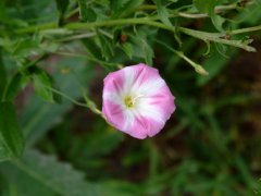 田旋花Convolvulus arvensis